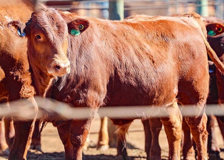 Foot and mouth disease in South Africa: how a tracking system would control outbreaks
