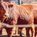 Foot and mouth disease in South Africa: how a tracking system would control outbreaks